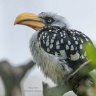 Vogelpark Niendorf / 19.08.20 / 4