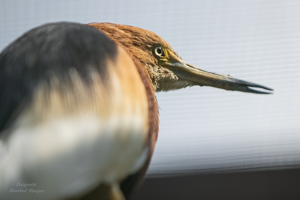 Vogelpark Niendorf / 19.08.20 / 5