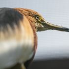 Vogelpark Niendorf / 19.08.20 / 5