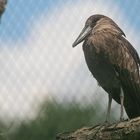 Vogelpark Niendorf / 19.08.20 / 6