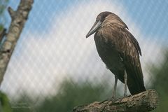 Vogelpark Niendorf / 19.08.20 / 6