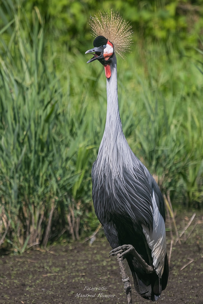 Vogelpark Niendorf / 19.08.20 / 7