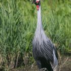 Vogelpark Niendorf / 19.08.20 / 7