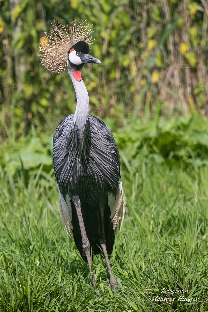 Vogelpark Niendorf / 19.08.20 / 8