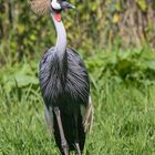 Vogelpark Niendorf / 19.08.20 / 8