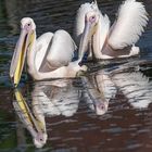 Vogelpark Niendorf / 19.08.20 / 9