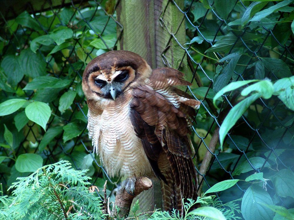 Vogelpark Niendorf