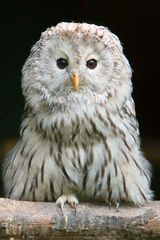 Vogelpark Niendorf / Ostsee (2)