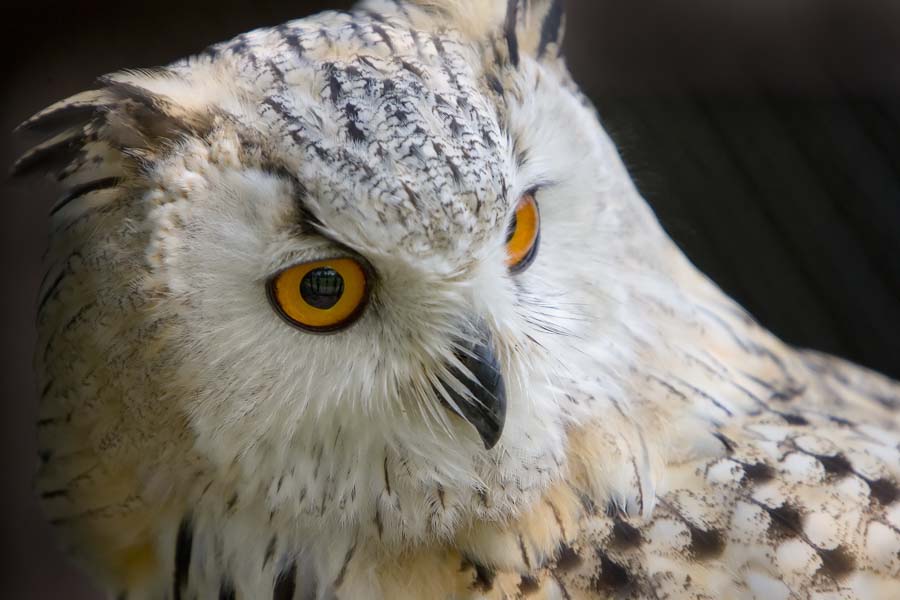 Vogelpark Niendorf / Ostsee (3)