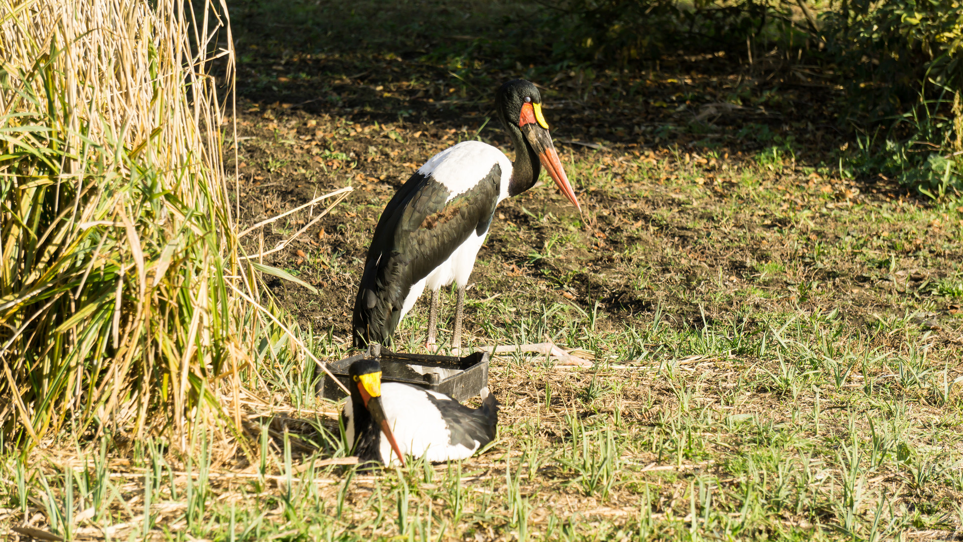 Vogelpark Niendorf / ostsee