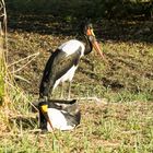 Vogelpark Niendorf / ostsee