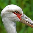 Vogelpark Niendorf(Ostsee)