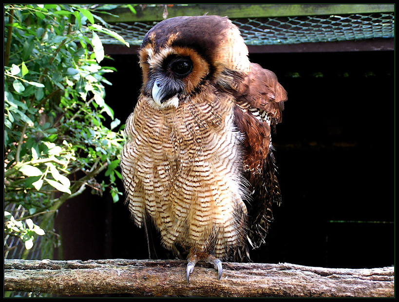 Vogelpark Nienhagen