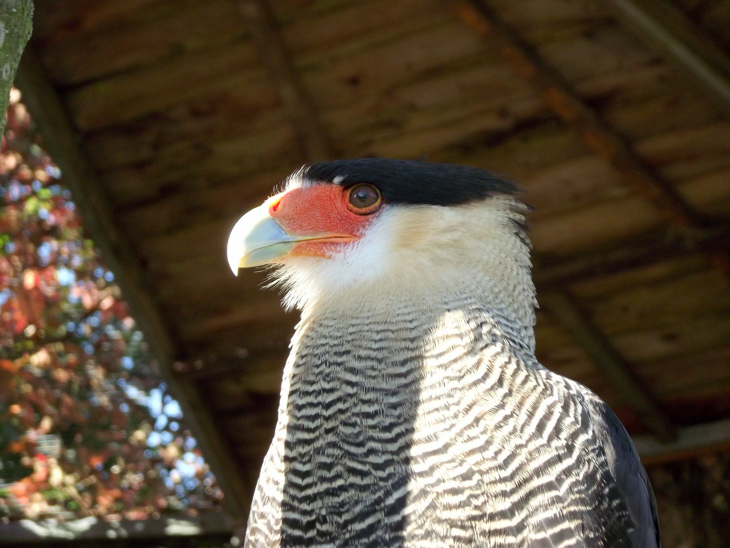 Vogelpark Schotten 1