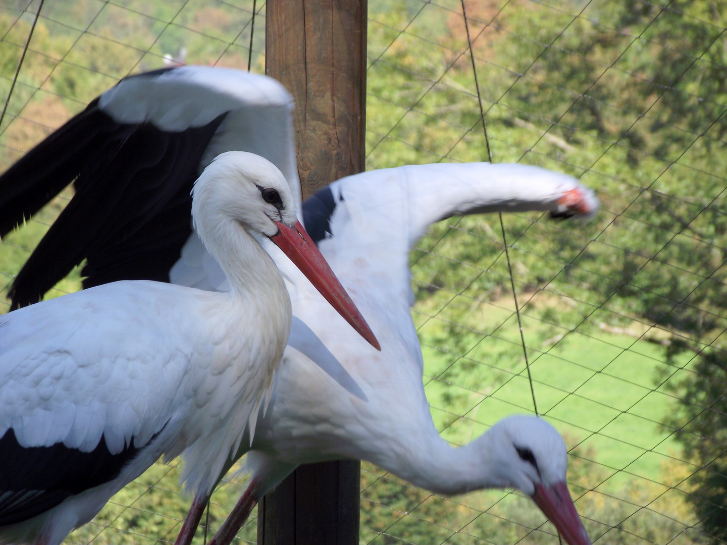 Vogelpark Schotten 3