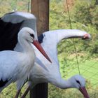 Vogelpark Schotten 3