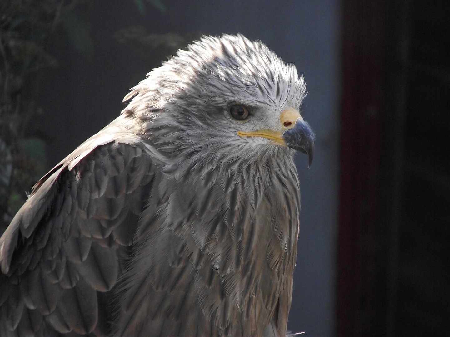 Vogelpark Schotten 4