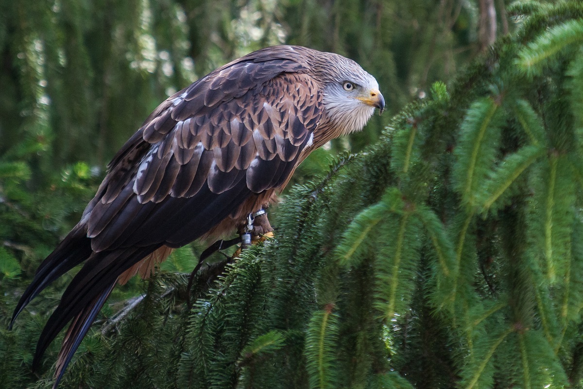 Vogelpark Steinen 2