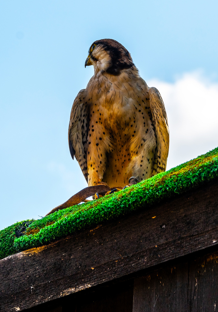 Vogelpark Steinen - 20200923-DSC_6544