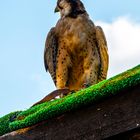 Vogelpark Steinen - 20200923-DSC_6544