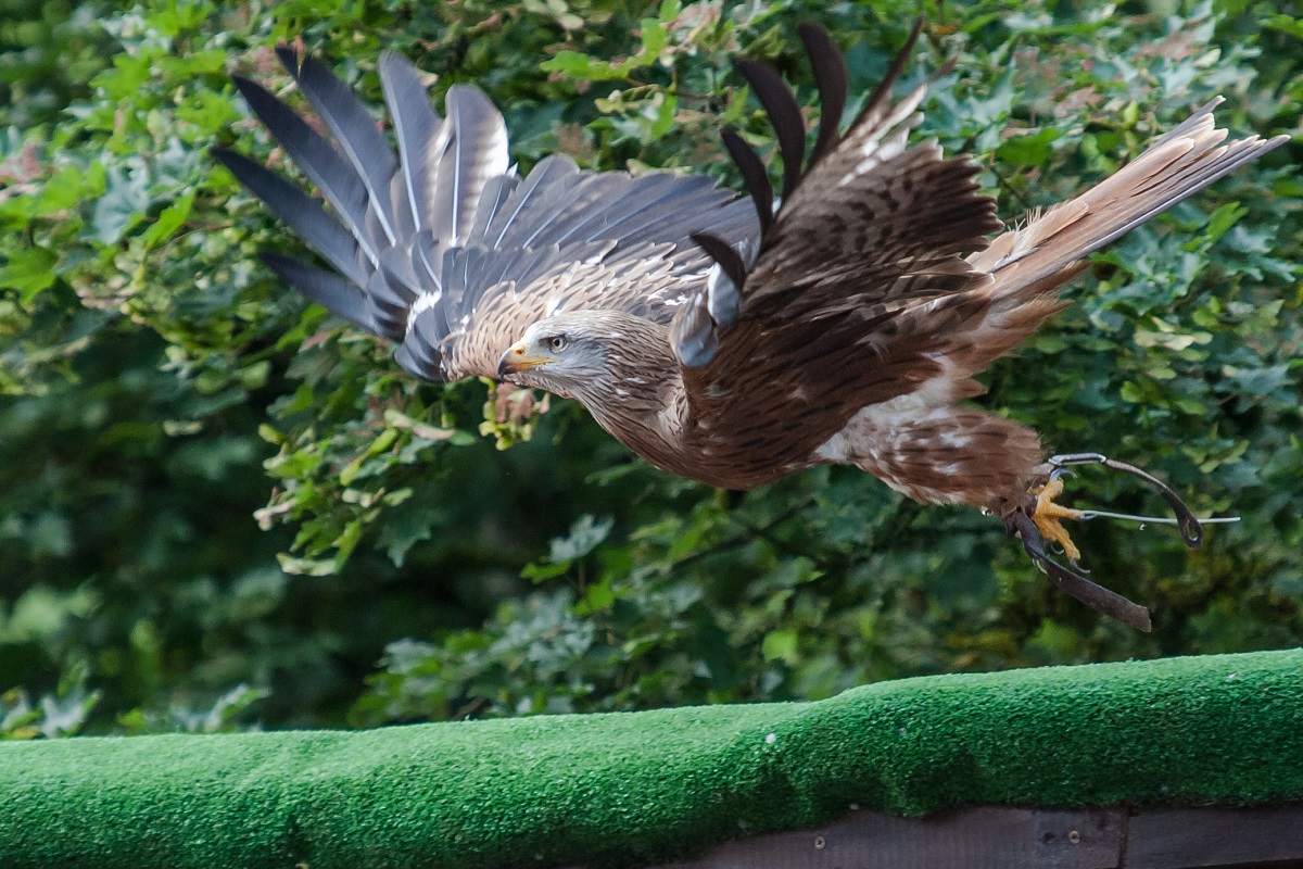 Vogelpark Steinen