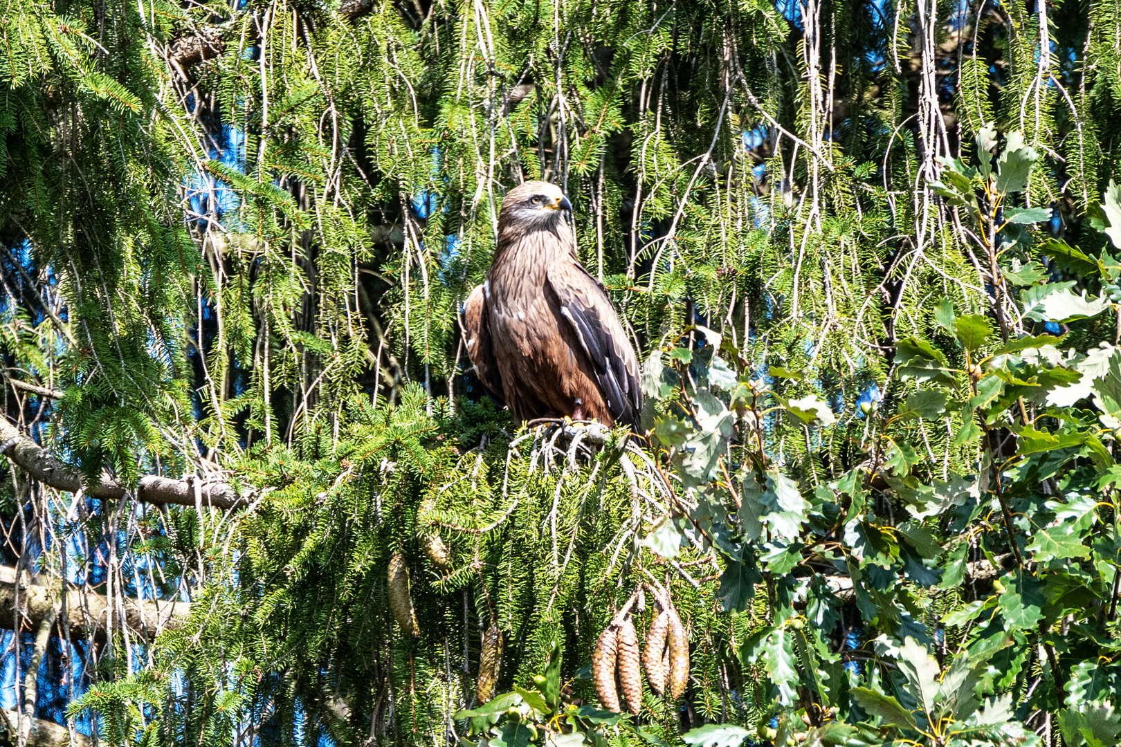 Vogelpark Steinen - DSC_6552