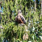 Vogelpark Steinen - DSC_6552