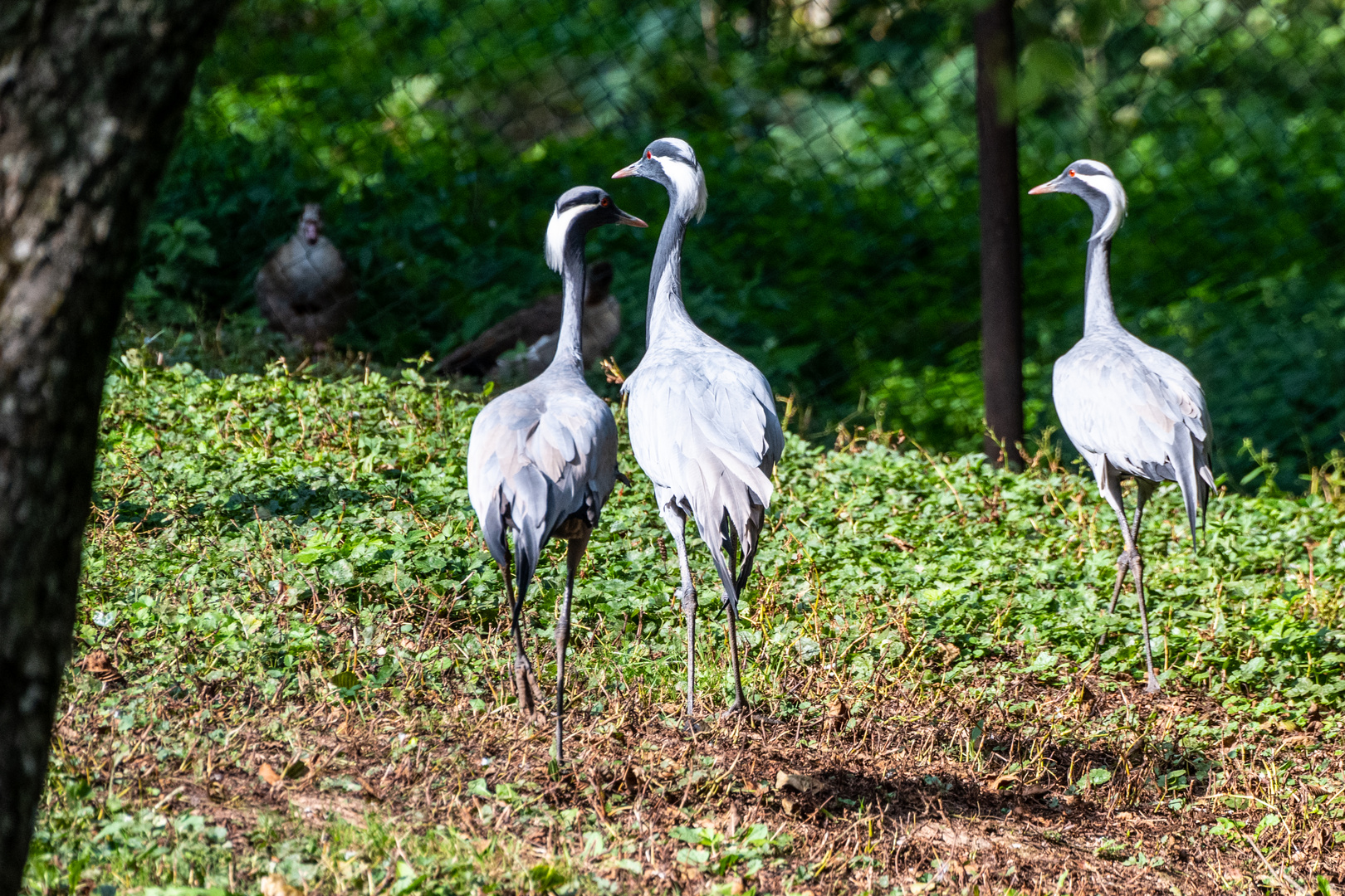 Vogelpark Steinen - DSC_6729