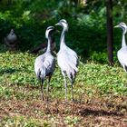 Vogelpark Steinen - DSC_6729