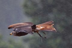 Vogelpark Steinen, Lörrach