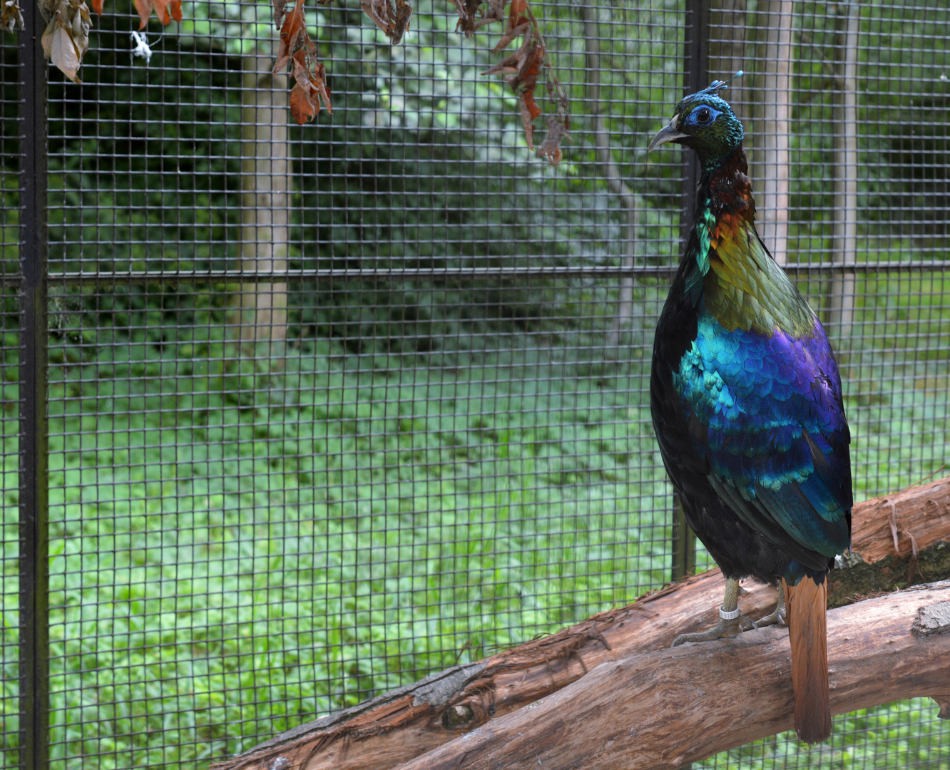 Vogelpark Timmendorfer Strand