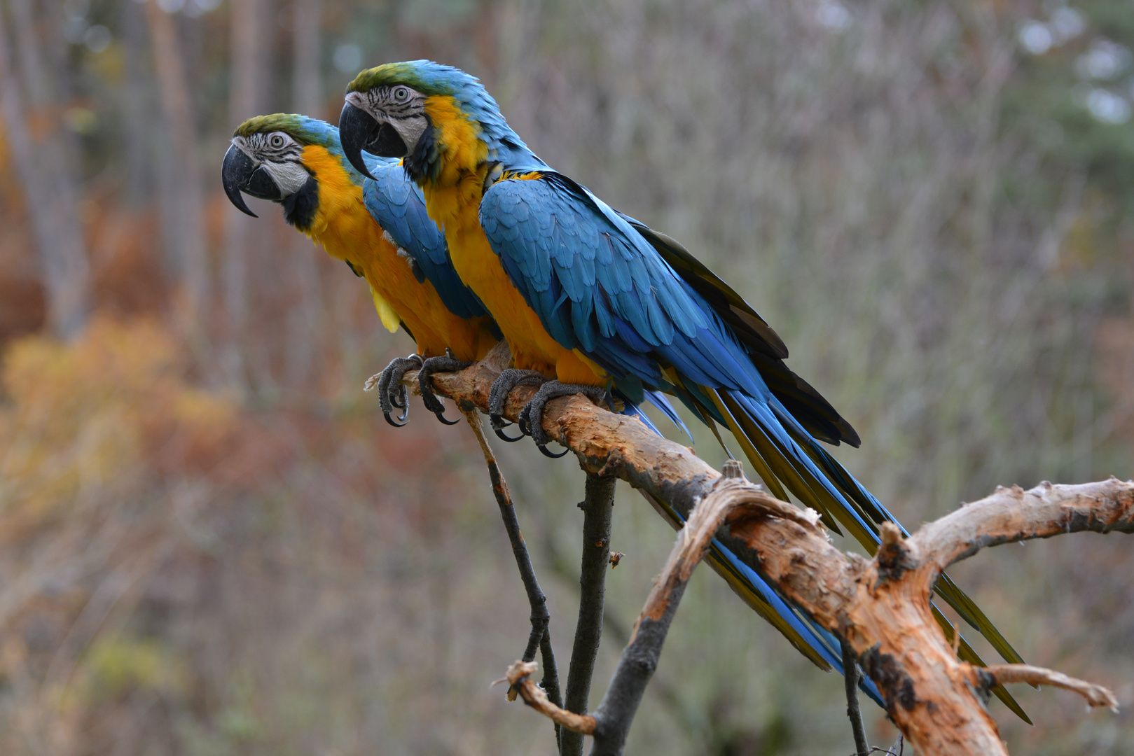 Vogelpark Uckersdorf