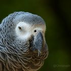 ~Vogelpark Uckersdorf~