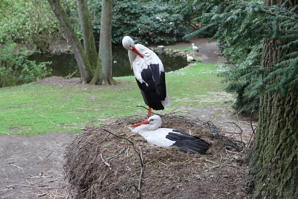 Vogelpark Walsrode