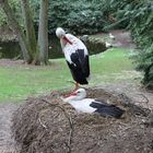 Vogelpark Walsrode