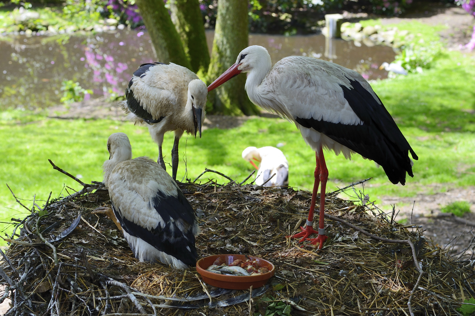 Vogelpark Walsrode 1