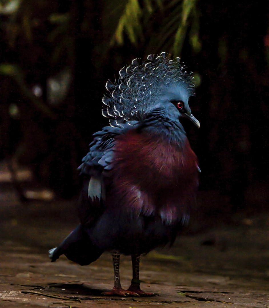 Vogelpark Walsrode 1