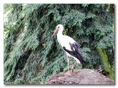 Vogelpark Walsrode #10 (Weißstorch)