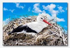 Vogelpark Walsrode #11 (Weißstorch auf dem Nest)