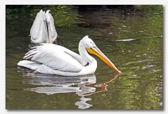 Vogelpark Walsrode #12 (Pelikane)