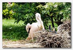 Vogelpark Walsrode #14 (Zoff im Kormoran Nest)