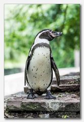 Vogelpark Walsrode #15 (Humboldtpinguin)