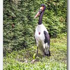 Vogelpark Walsrode #16  (Sattelstorch)