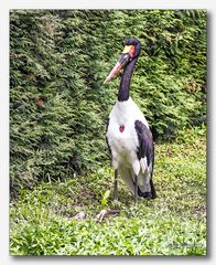 Vogelpark Walsrode #16  (Sattelstorch)