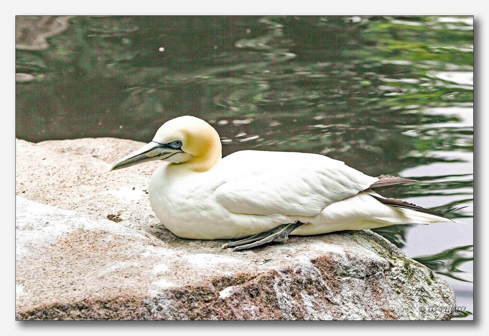 Vogelpark Walsrode #17 (Basstölpel)