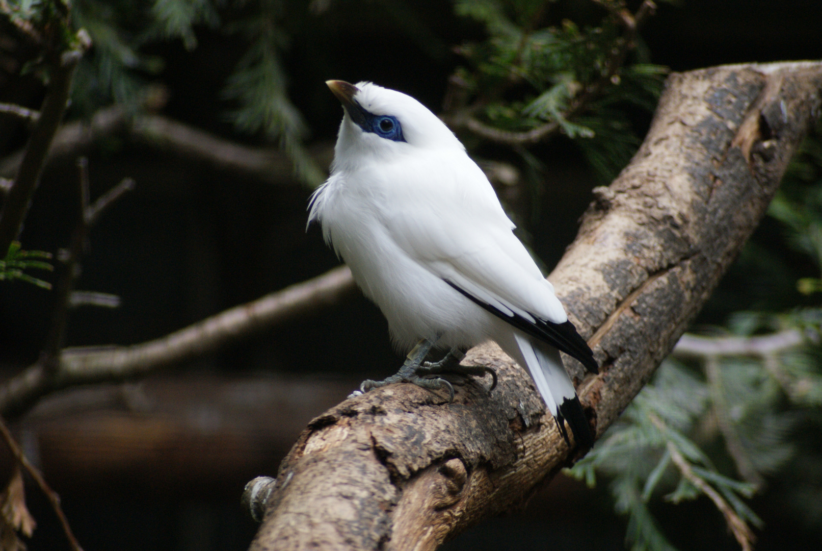 Vogelpark Walsrode