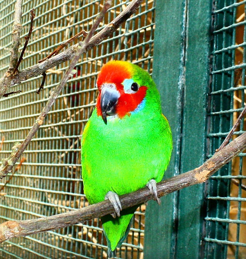 Vogelpark Walsrode