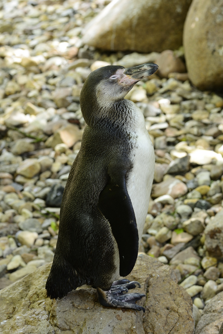 Vogelpark Walsrode 2