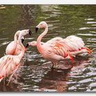 Vogelpark Walsrode #20 (Zoff bei den Flamingos)