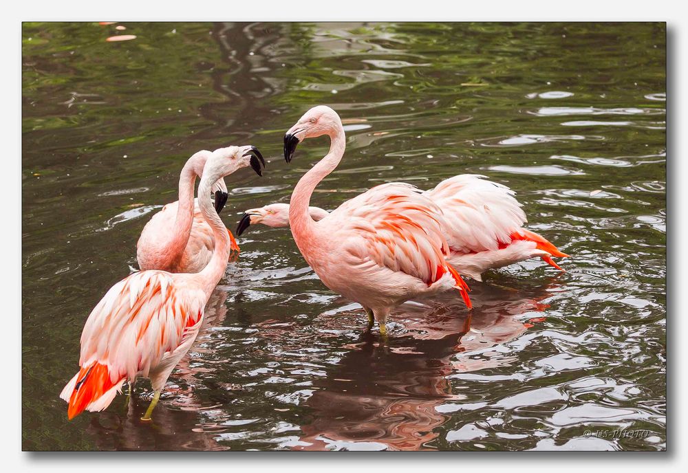 Vogelpark Walsrode #20 (Zoff bei den Flamingos)